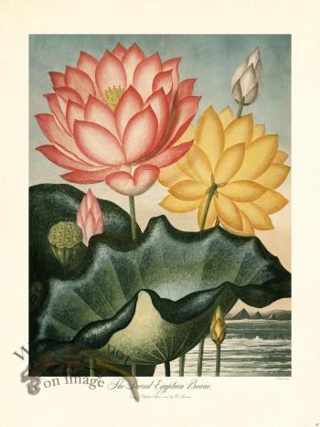 31 Sacred Egyptian Beane